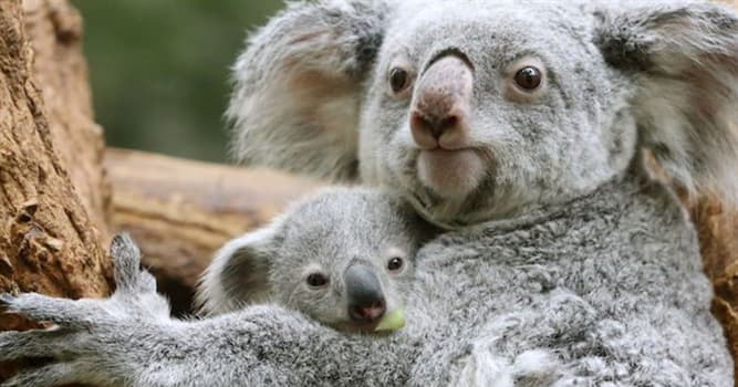 Nature Trivia Question: What is the name for a baby koala?