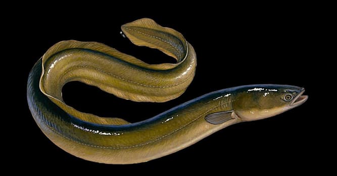 Nature Trivia Question: What is the young of an eel called?
