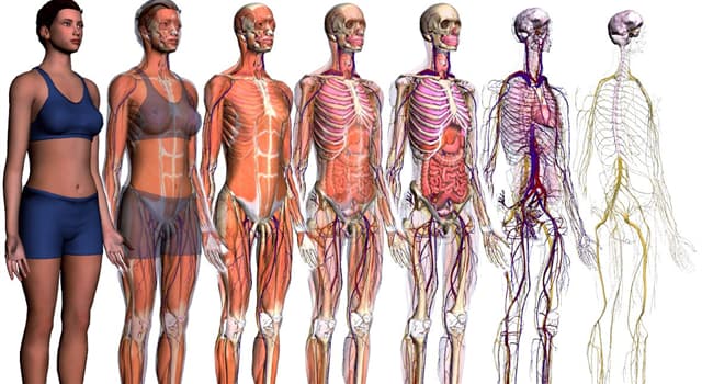 Wetenschap Trivia Vraag: Wat is de functie van foramen?