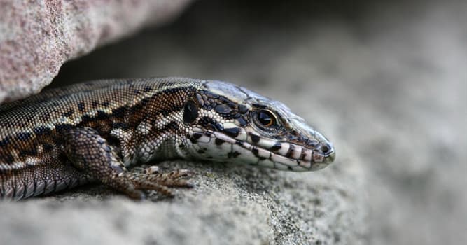 natura Pytanie-Ciekawostka: Który gad występuje jedynie na Wyspach Galapagos i jest częściowo przystosowany do życia w morzu?