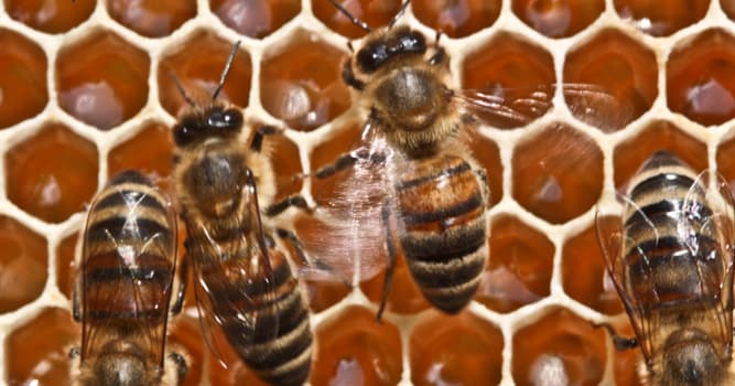 Science Trivia Question: Which method do honey bees mostly use to communicate with each other?