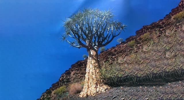 Nature Trivia Question: Which of the Southern African trees listed is shown in the picture?