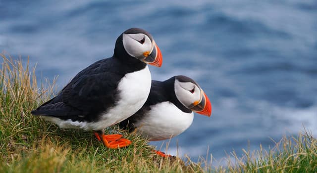 Natuur Trivia Vraag: Op welk eiland voor de kust van Wales kunnen de Atlantische papegaaiduikers steeds vaker worden waargenomen?