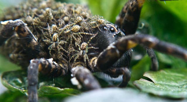 Natuur Trivia Vraag: Welke van deze woorden verwijst naar het jong van een spin?