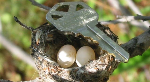 Natuur Trivia Vraag: Welke vogelsoort legt volgens het Guinness Book of Records de kleinste eieren?