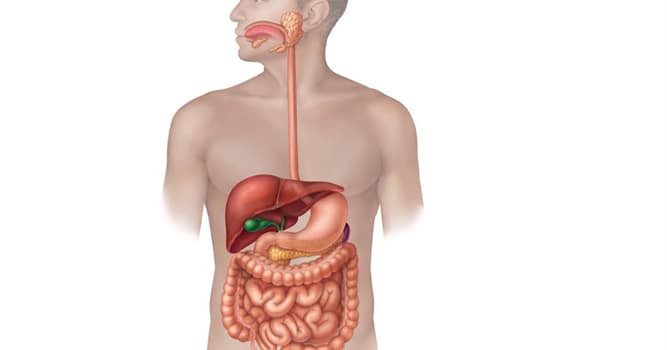 Science Trivia Question: Approximately how many meters long is the entire human digestive system?