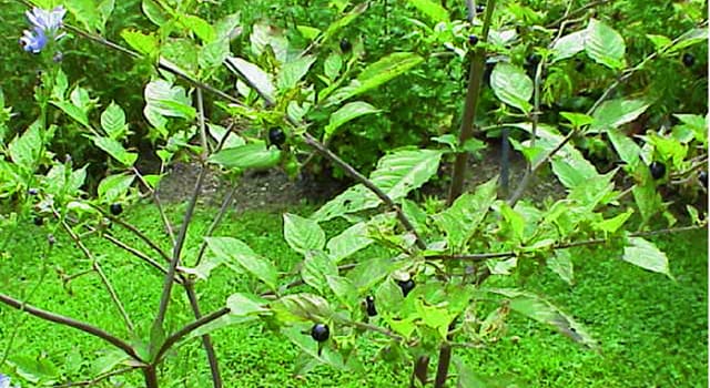 Natuur Trivia Vraag: Belladonna is een andere naam voor welke plant?