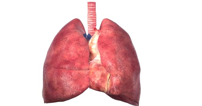 Сiencia Pregunta Trivia: ¿Cómo se llama al espacio del centro del tórax, entre los pulmones, esternón y vértebras?