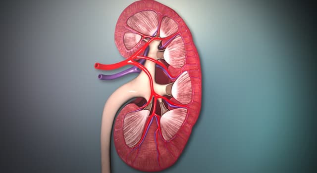 Сiencia Pregunta Trivia: ¿Cómo se llama el conducto que transporta orina del riñón a la vejiga?