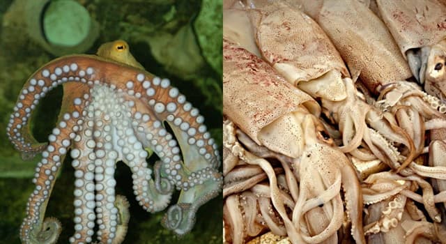 Naturaleza Pregunta Trivia: ¿Cuáles son las diferencias entre pulpo y calamar?