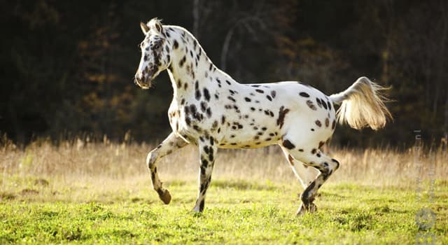 Naturaleza Pregunta Trivia: ¿De qué país es originario el caballo de raza llamada "Knabstrupper"?