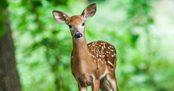 Nature Trivia Question: Distinguished from other members of the family by its palmate antlers, which is the largest extant deer?