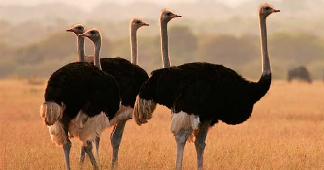Naturaleza Pregunta Trivia: ¿Dónde pone sus huevos el avestruz?