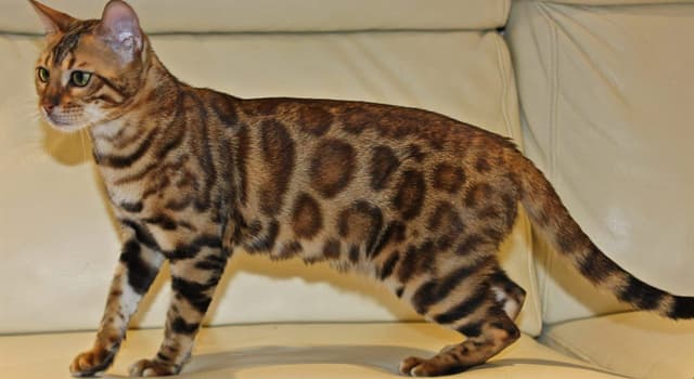 Naturaleza Pregunta Trivia: ¿En qué año "The International Cat Association" aceptó al gato "Savannah" como una nueva raza registrada?