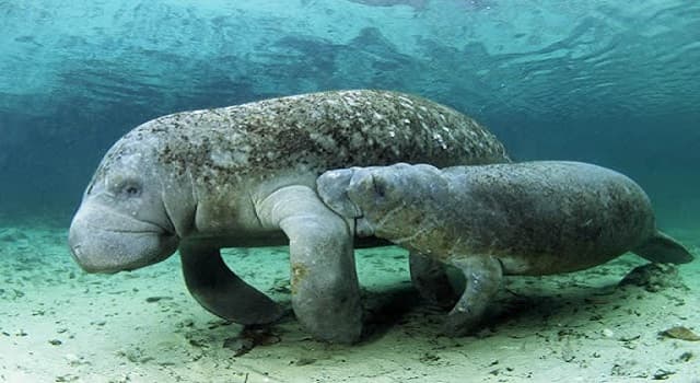 Naturaleza Pregunta Trivia: ¿En qué océano habita el dugongo o dugón?