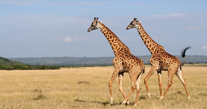 Nature Trivia Question: How many chambers has the stomach of a giraffe?