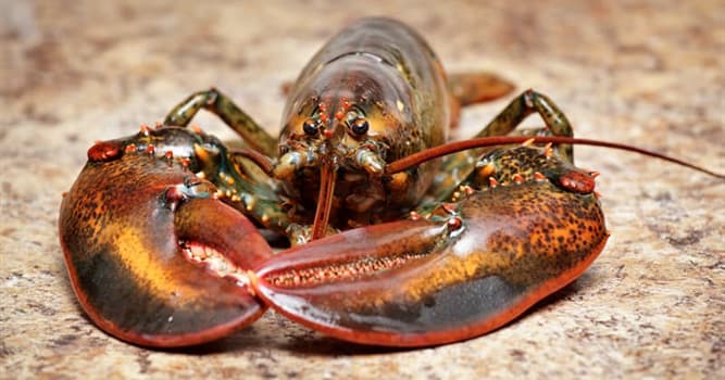Nature Trivia Question: How many legs does a lobster have?