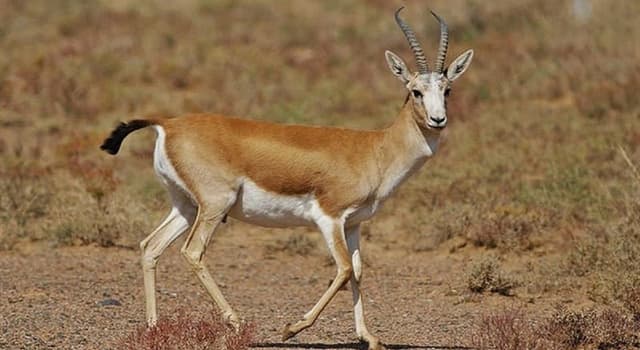 Natuur Trivia Vraag: Welke gazelle komt in de woestijnen van Tadzjikistan en Turkmenistan voor?