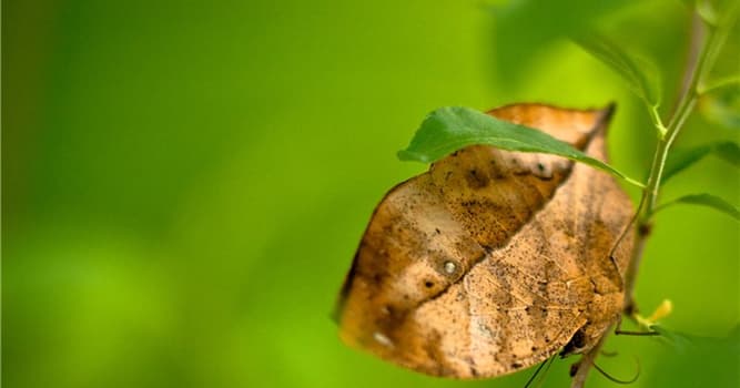 Natuur Trivia Vraag: Welk dier is op de foto te zien?