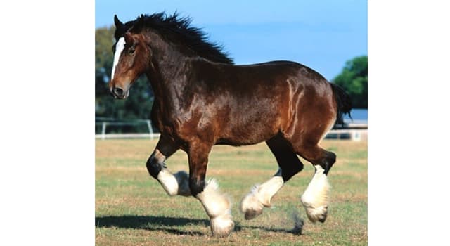 Naturaleza Pregunta Trivia: ¿Para qué es empleada habitualmente la raza de caballos llamada "Percherón"?