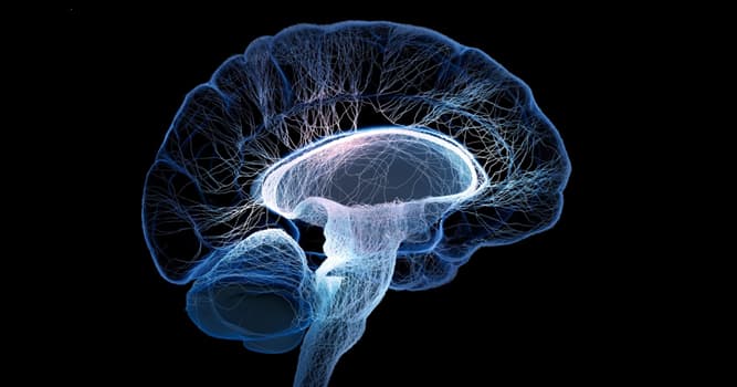 Wetenschap Trivia Vraag: Het menselijk brein bestaat uit hoeveel delen?