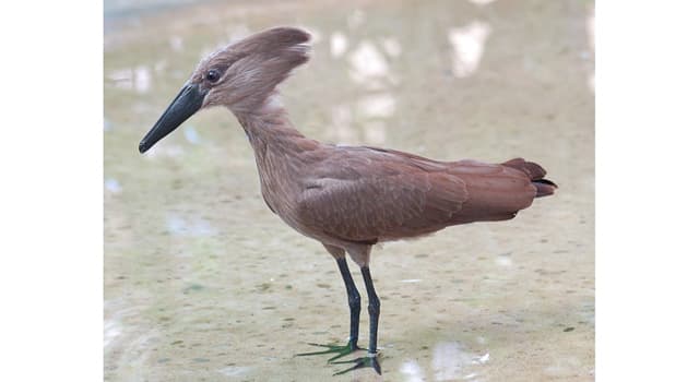 Natuur Trivia Vraag: De afgebeelde vogel is vernoemd naar welk gereedschap?