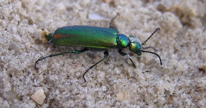 Naturaleza Pregunta Trivia: ¿Qué tipo de insecto es la mosca española?