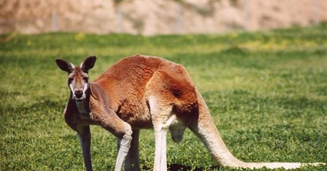 Nature Trivia Question: What is a group of kangaroos called?