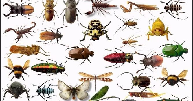 What Is The Largest Group Of Insects Trivia Questions QuizzClub