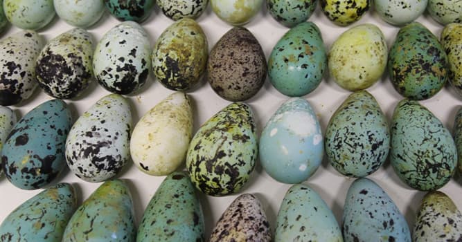 Naturaleza Pregunta Trivia: ¿Cuál es el término científico para el estudio de los huevos de las aves?