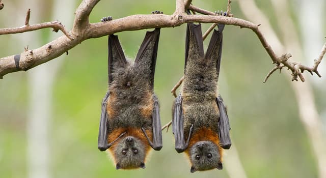 natura Pytanie-Ciekawostka: Który nietoperz jest najmniejszy pod względem rozmiaru czaszki i długości ciała?