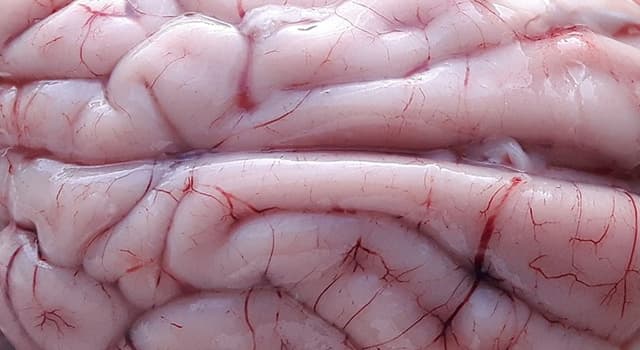 Wissenschaft Wissensfrage: Wieviel Hirnwasser (Liquor cerebrospinalis) hat ein erwachsener Mensch normalerweise?