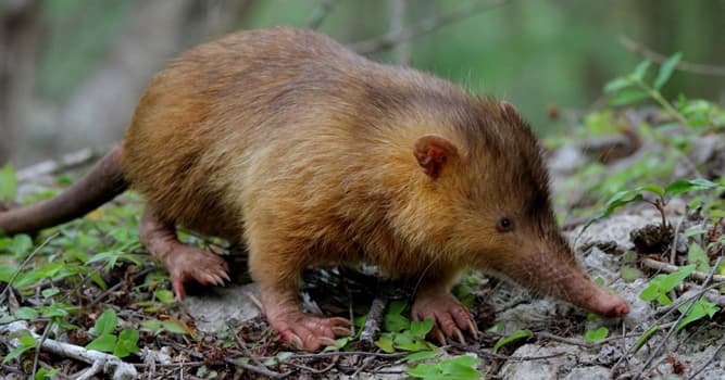 Natur Wissensfrage: Wo leben die letzten zwei Arten der bedrohten Tiergattung der Schlitzrüssler noch in freier Wildbahn?