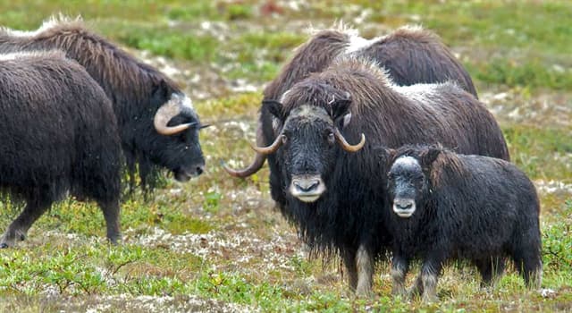 Natuur Trivia Vraag: Wat eten muskusossen?