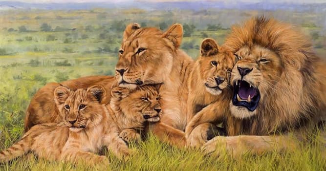 Nature Question: Comment appelle-t-on un groupe de lions ?