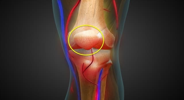 Сiencia Pregunta Trivia: ¿Cómo se llama el hueso de la rodilla que la imagen muestra rodeado en amarillo?