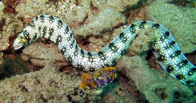 Naturaleza Pregunta Trivia: ¿Cómo se llama este animal acuático?