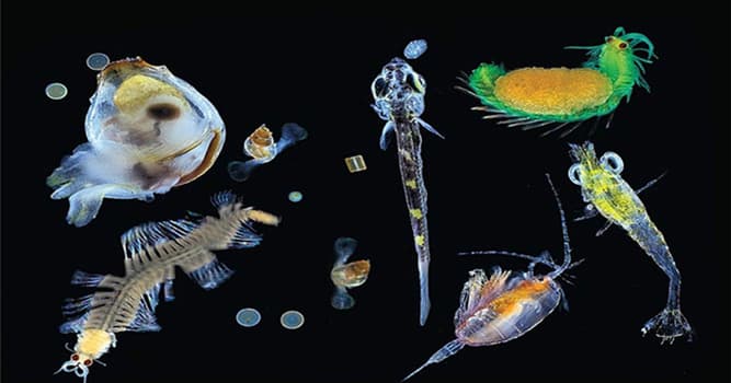 Naturaleza Pregunta Trivia: ¿Cómo se llaman los organismos marinos y de agua dulce que son muy pequeños como para nadar a contracorriente?