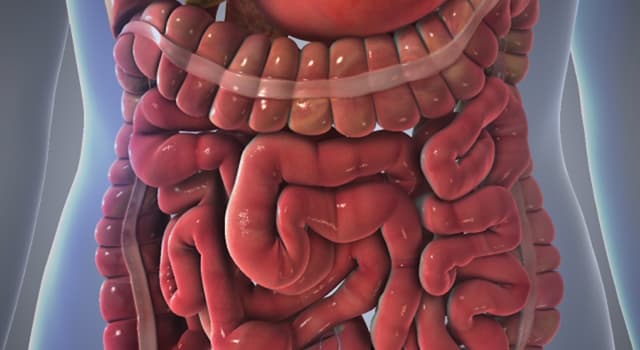 Сiencia Pregunta Trivia: ¿Cuál de estas cavidades del cuerpo humano es más grande y espaciosa?