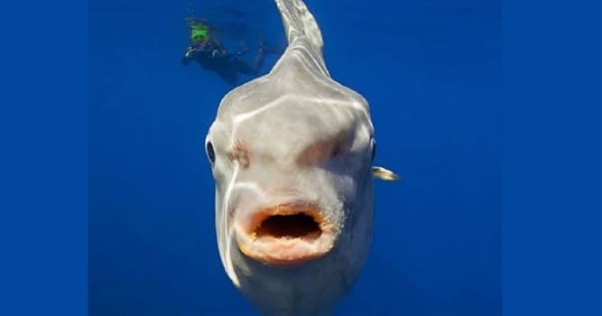 Naturaleza Pregunta Trivia: ¿Cuál de las siguientes afirmaciones del pez luna (Mola mola) es falsa?
