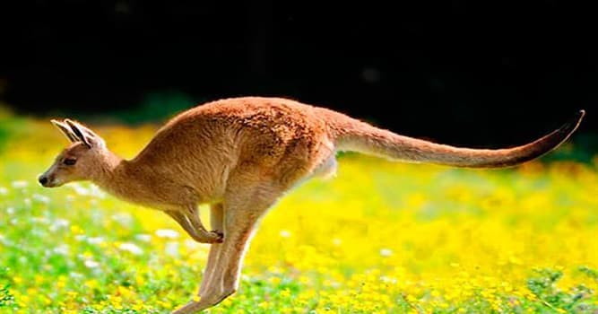 Naturaleza Pregunta Trivia: ¿Cuál de las siguientes afirmaciones sobre el canguro rojo es cierta?