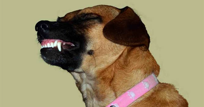 Naturaleza Pregunta Trivia: ¿Cuál de las siguientes afirmaciones sobre la dentadura de los perros es cierta?