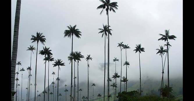 Cultura Pregunta Trivia: ¿Cuál de las siguientes palmas es el árbol nacional de Colombia?