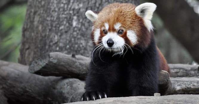 Naturaleza Pregunta Trivia: ¿Cuántas subespecies se conocen de panda rojo?