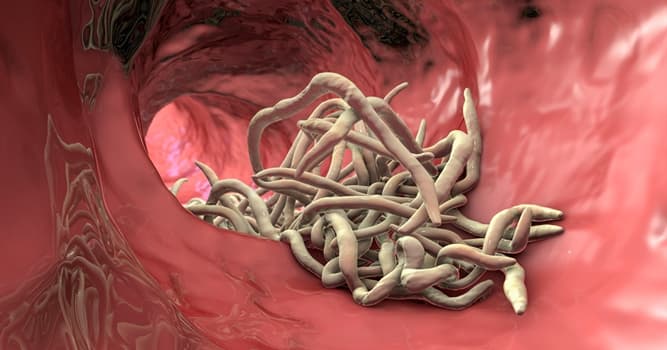 Naturaleza Pregunta Trivia: ¿De qué carecen los gusanos redondos (nematodos)?