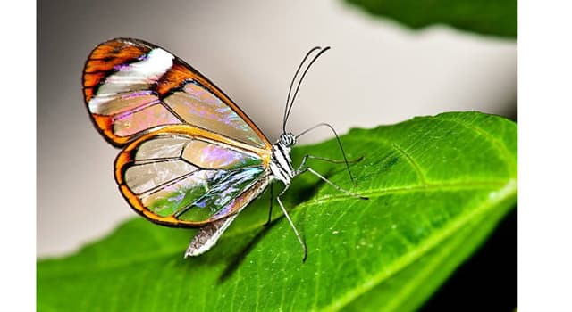 Naturaleza Pregunta Trivia: ¿De qué continente es endémica la mariposa llamada "Greta oto"?