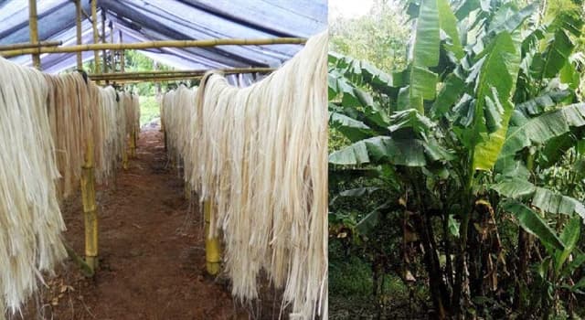 Naturaleza Pregunta Trivia: ¿De qué país asiático es nativa la planta llamada "Abacá" (Musa textilis)?