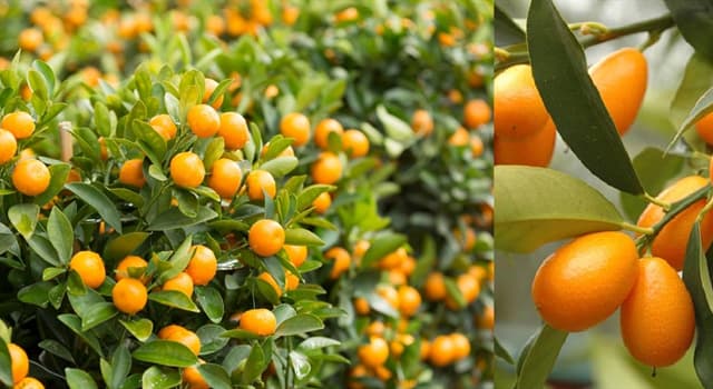 Naturaleza Pregunta Trivia: ¿De qué país es originario el naranjo enano también llamado quinoto (Fortunella)?