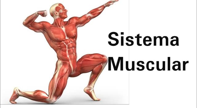 Сiencia Pregunta Trivia: ¿En qué lugar del cuerpo humano se encuentra el músculo palatogloso?