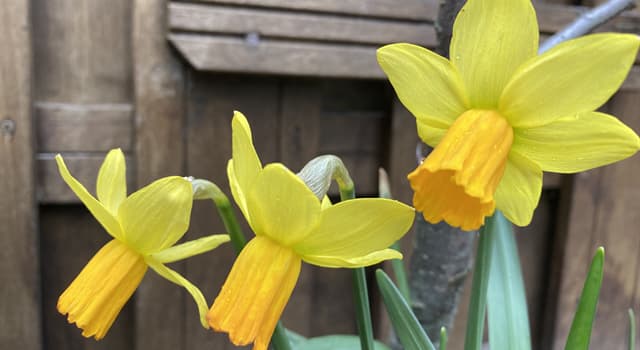 Natuur Trivia Vraag: Wat is de naam van de bloem op de foto?